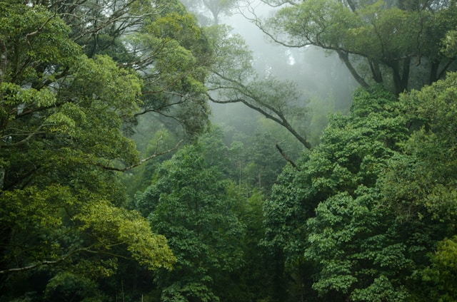 What forex brokers Can Learn from Rainforest Biodiversity to Manage Risk